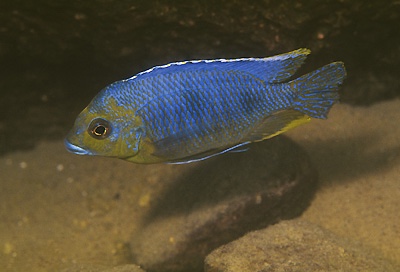 Otopharynx sp. 'auromarginatus goldhead' Minos Reef